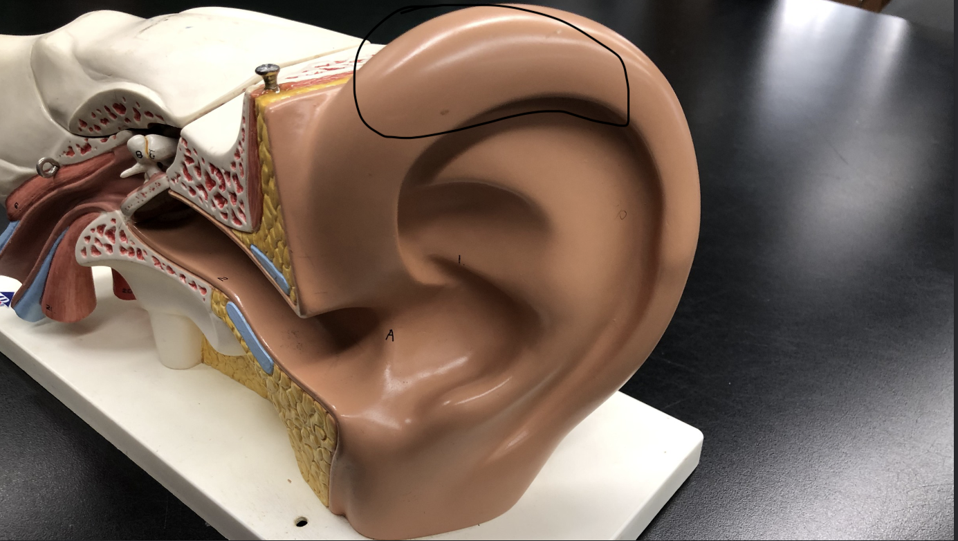 <p>what is this part of the ear? </p>