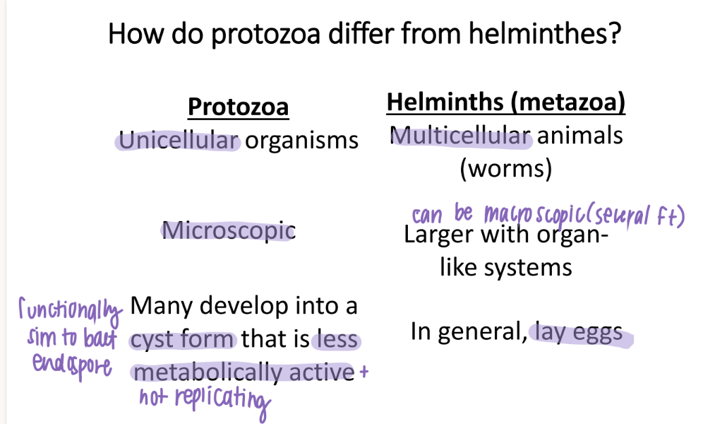 <p>prot: single cell, smaller (microscopic), CYST FORM = less metabolically active </p><p>helm: multicell, larger (some have ORGANS), lay EGGS </p>