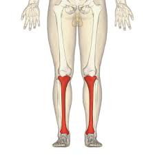 <ul><li><p>is the medial bone of the lower leg and is commonly called the shinbone. </p></li><li><p>Its proximal end joins with the femur and fibula </p></li><li><p>its distal end attaches to the ankle bones.</p></li></ul><p></p>