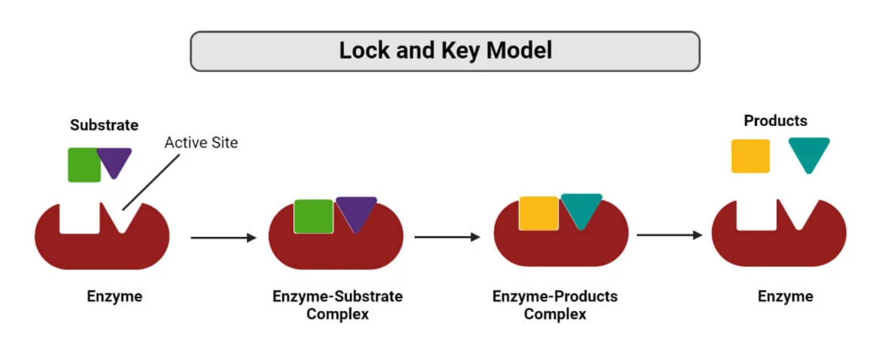 <p>The substrate fits perfectly to the enzyme</p>