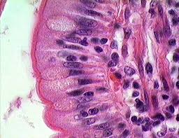 <p>Epithelial cell taller than wide; column-shaped.</p>