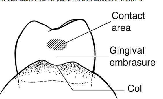 <p>interproximal space and under contact of adjacent teeth </p>