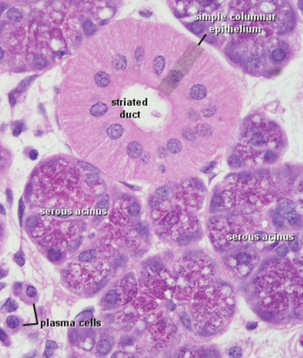 <p>serous cells</p>