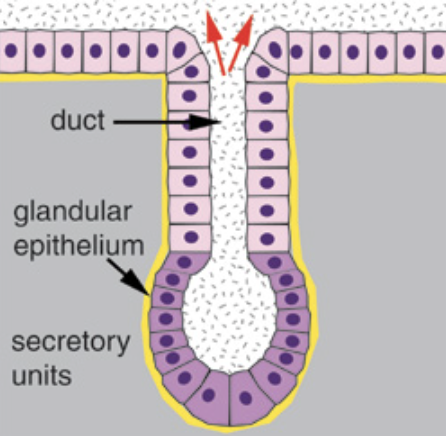 <p>Make up endocrine and exocrine glands, specialized epithelial tissue that secretes substances</p>