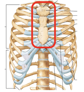 <p>Name this part of the thoracic cage</p>