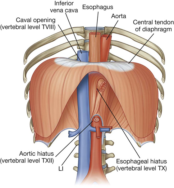 <p>The thoracic duct enters the thoracic cavity through hiatus aorticus.</p><p><strong><mark data-color="red" style="background-color: red; color: inherit">A. Yes</mark></strong></p><p>B. No</p><p></p><p>Diaphragm hiatuses:</p><ol><li><p><strong>Caval hiatus</strong> (T8): inferior vena cava + right phrenic n.</p></li><li><p><strong>Esophageal hiatus</strong> (T10):  Esophagus + vagus nerves + esophageal branches of left gastric artery and vein</p></li><li><p><strong>Aortic Hiatus</strong> (T12): Aorta + thoracic duct + azygos vein</p></li></ol><p></p>
