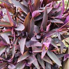 <p>Purple Heart Vine</p><p><em>(Setcreasea purpurea)</em></p>