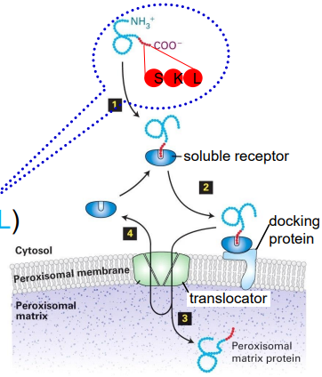 <p>peroxisomal targeting signal contains 3 amino acids at C terminus (SKL)</p><p>protein is folded</p><p>transported across membrane by a large translocator complex</p>