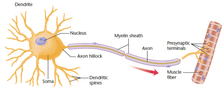 <p>soma in the spinal cord receives excitation from other neurons</p><ul><li><p>conducts impulses along its axon to a muscle or gland</p></li></ul><p></p>
