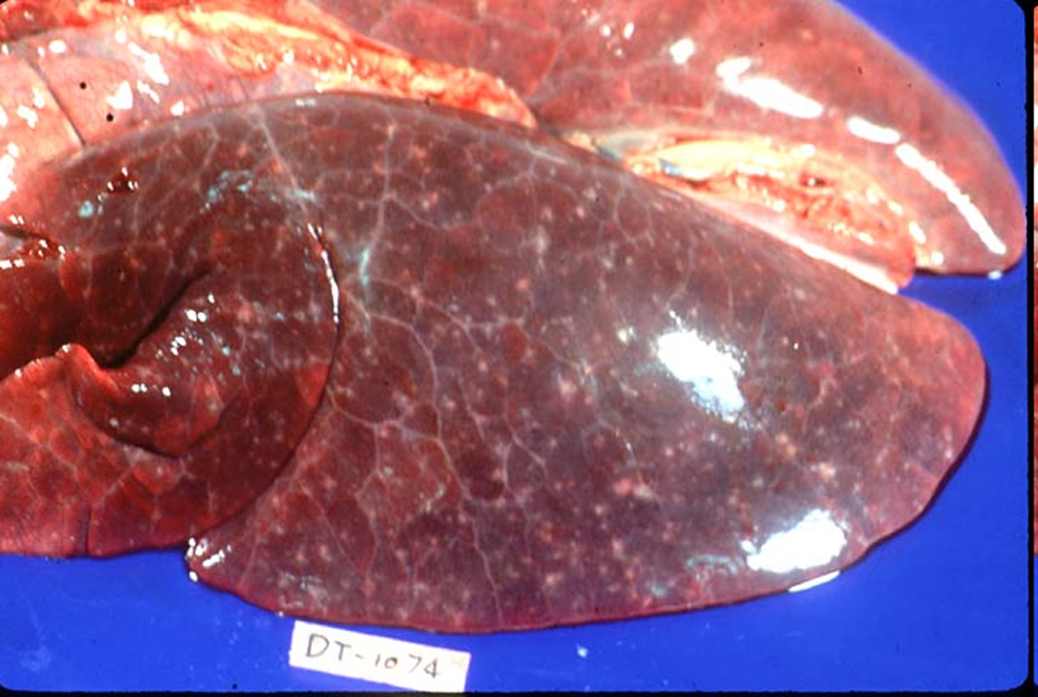 <p>What organ is this? Give a morphological description, morphological  diagnosis, possible etiology and the disease name</p>