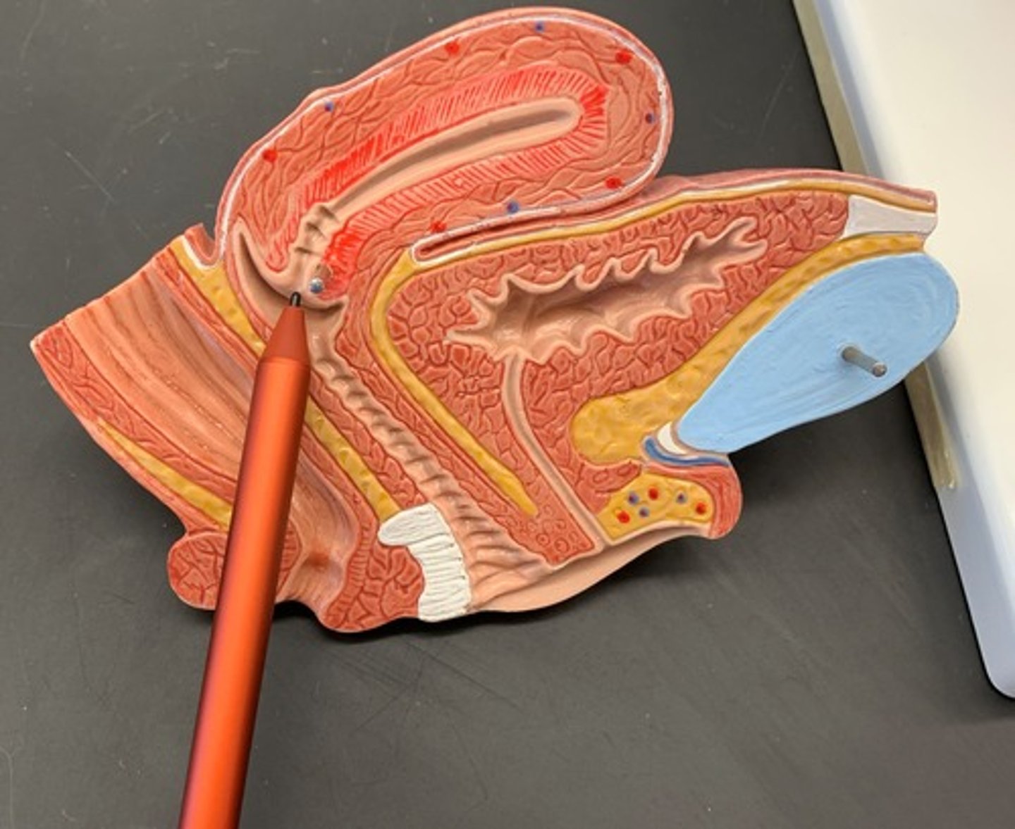 <p>the opening of the cervical canal of the uterus into the vagina</p>