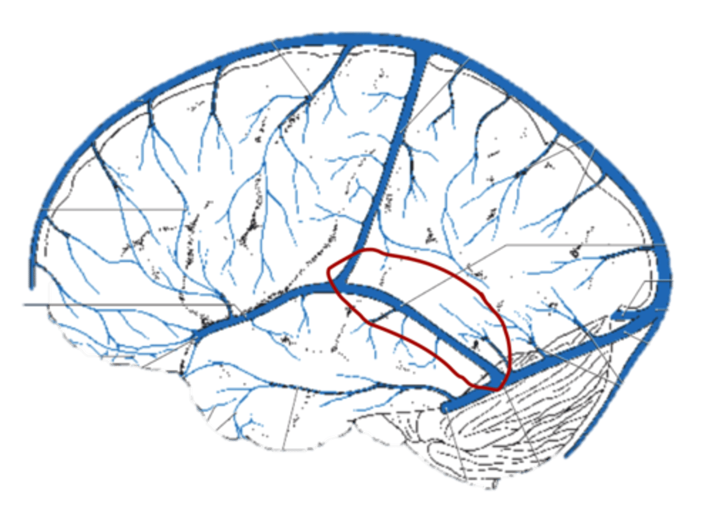 <p>Found superficially right below meninges</p>
