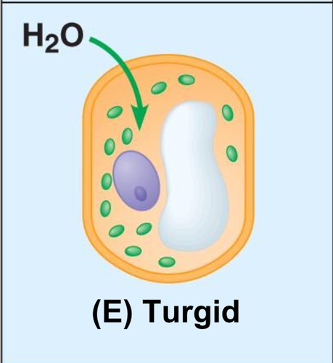 <p>turgid (firm/normal)</p><p>- cell swells until wall opposes uptake</p>