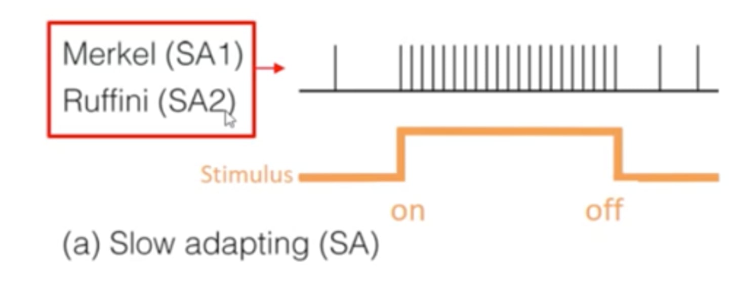 <p>found in top layer of upper skin (Merkel's) &amp; top layer in deeper skin (Ruffini)<br>- fire CONTINUOUSLY as long as pressure is applied to provide high acuity info</p>