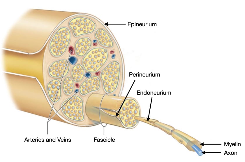 <p>Epineurium → perineurium → endoneurium </p>
