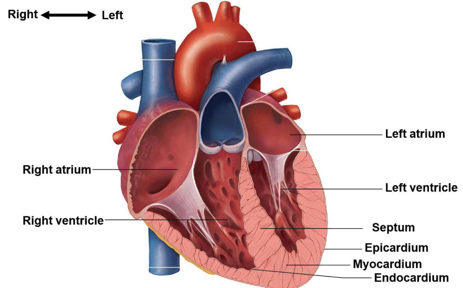 <p>myocardium</p>