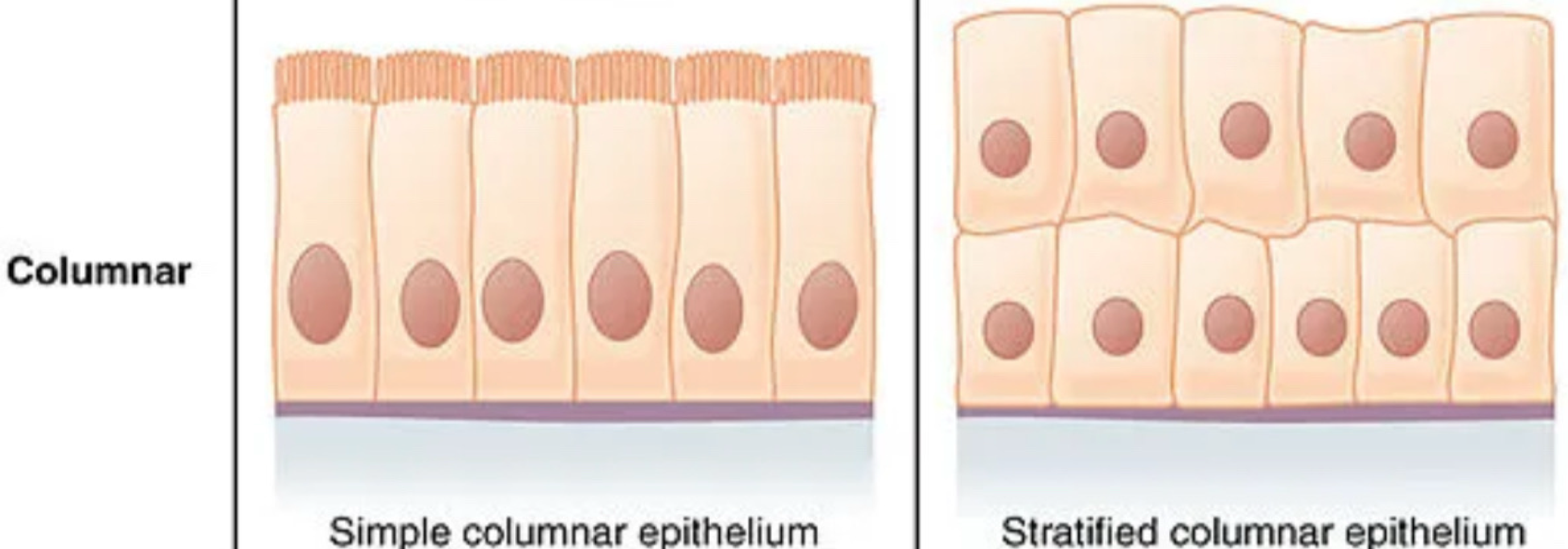 <p>column, parts of the digestive system, reproductive organs, larynx, mucus </p>