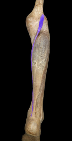 tibial nerve

action: 
Plantar flexion of foot 
Flexion of leg
