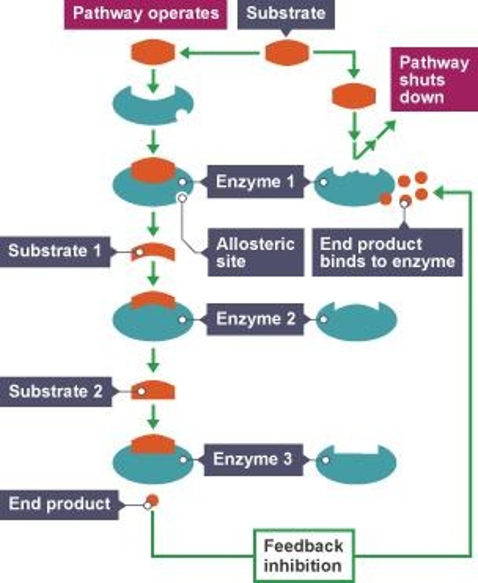 <p>a metabolic process where the end product of a pathway inhibits an enzyme at the beginning of the same pathway, preventing overproduction and maintaining cellular balance</p>