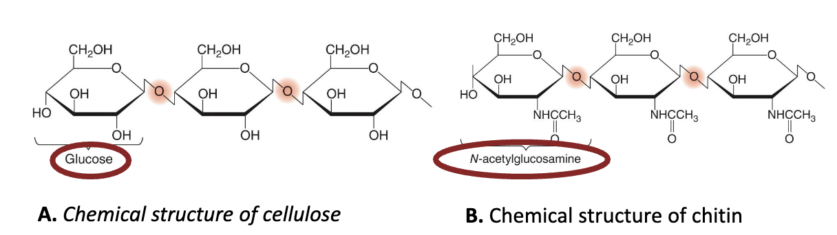<ul><li><p><strong><em>Cellulose</em></strong> and <strong><em>chitin</em></strong> in eukaryal cells use specific <strong><em>β-1,4- glycosidic bonds</em></strong> between sugars for strength and rigidity.</p></li><li><p>Some eukaryal cells only create cell walls at specific points in their life cycles (Giardia, Entamoeba).</p></li><li><p>Cellulose = glucose</p></li><li><p>Chitin = NAG (N-acetylglucosamine)</p></li></ul><p></p>