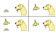 <p><strong>Classical Conditioning people/research<em> </em></strong><em>(mod 26, 28)</em></p><p>Studied effects of the external environment on reflex responses, in this case, he classically conditioned dogs to salivate to the sound of a bell. He knew that the sight of food naturally causes a salivating reaction, however, there was no salivating response to the sound of the bell. he then presented the bell with the food several times causing the dog to make the association of the bell meaning food, causing salivation.</p><ul><li><p>NS: Bell (@ 1st)</p></li><li><p>US: Food </p></li><li><p>UR: Salivation</p><p><u>After conditioning:</u></p></li><li><p>CS: Bell </p></li><li><p>CR: Salivation</p></li></ul><p>Mnemonic: Pavlov’s salivating dogs… that rings a bell!</p>