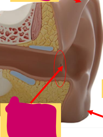 <p>What is this circled part?</p>