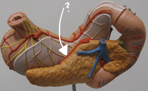 <p><span>branching off of the celiac trunk</span></p>