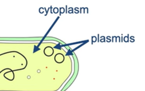 <p>Small loops of DNA</p>