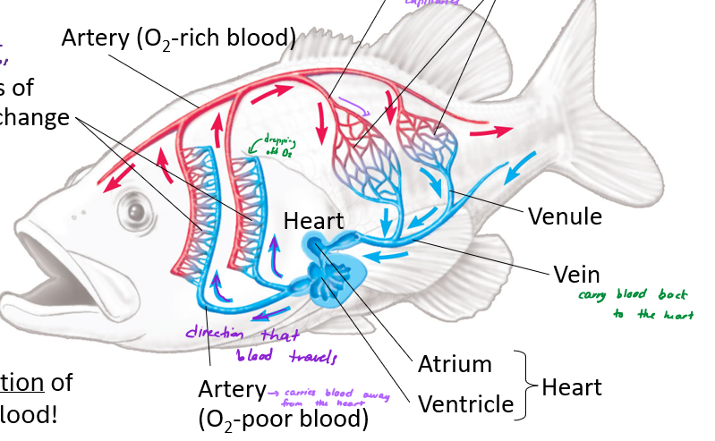 <p>away from the heart</p>