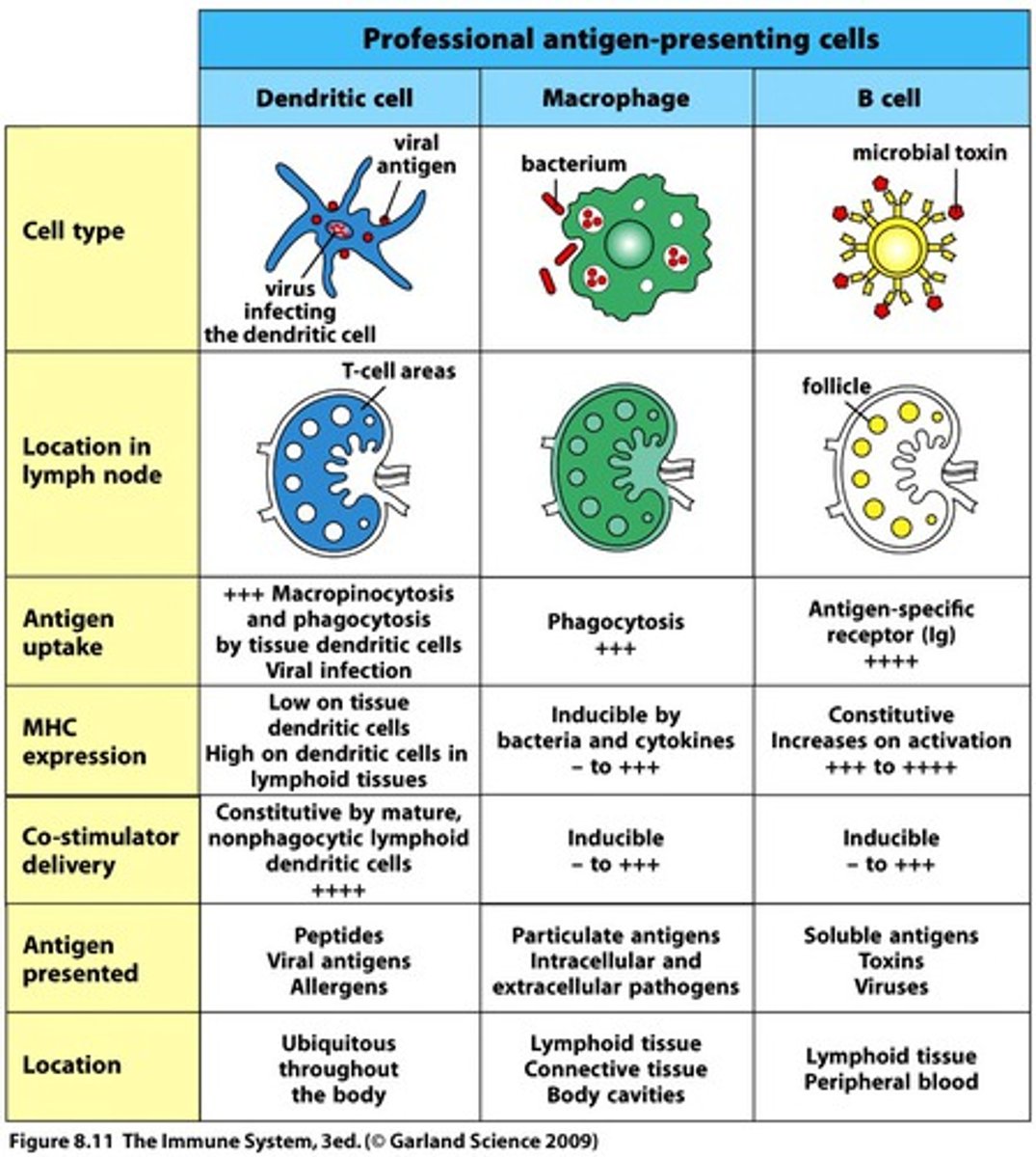 <p>antigen processing/presenting cells; engulf and breakdown foreign antigens into small parts and present them to T cells; usually MACROPHAGES or DENDRITIC cells</p>