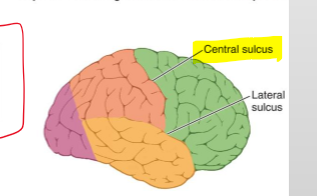 <p> The central sulcus</p>