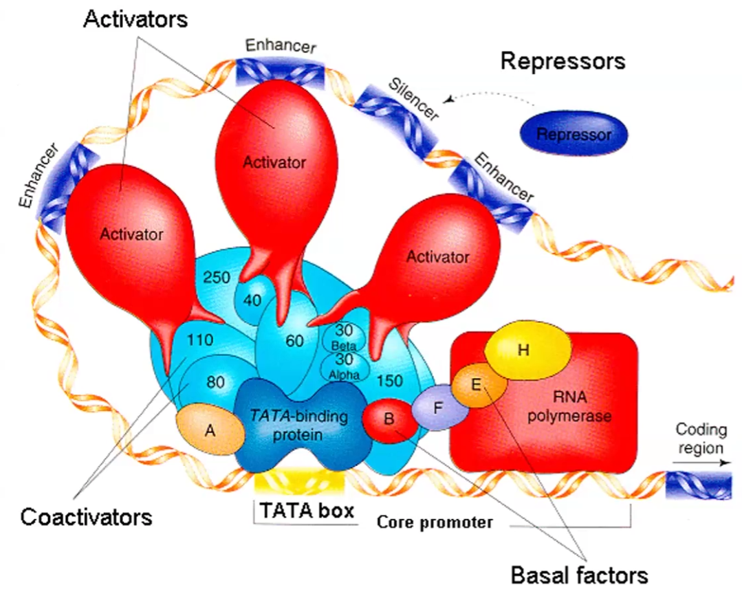 <ul><li><p>Can both be found both upstream and downstream</p><p></p></li><li><p>Enhancer sequences: Activator binds it; speeds rate of transcription</p></li><li><p>Silencer sequence: Repressor binds it; blocks transcription and prevents genes from being expressed</p></li><li><p>Methylation and demethylation on cytosine+guanine (CpG islands): methylation blocks transcription and demethylation allows transcription</p><p></p></li><li><p>Methylation of histone: blocks transcription so Heterochromatin formed</p></li><li><p>Acetylation: makes histone negative , which makes DNA get off and loose → Euchromatin</p></li></ul><p></p>