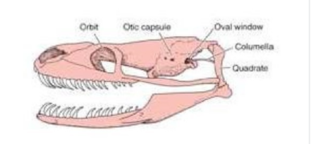<ul><li><p>no tympanic membrane</p></li><li><p>Quadrate bone connects to stapes (columella) to oval window of cochlea</p></li><li><p>low frequencies</p></li></ul><p></p>