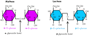 <p>A covalent bond formed between two monosaccharides by a dehydration reaction. </p>