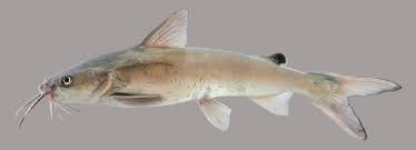 <p>4 chin barbels</p><p>brownish to gray-green above and white below</p><p>Barbels at corner of the mouth not very flattened and shorter than the head</p><p>fin spines with no fleshy filaments</p>