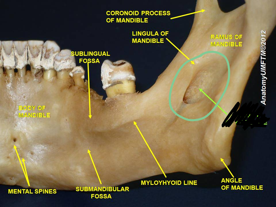 <p>part of the mandible</p>