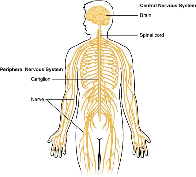 <p>Runs through the Central part of the body.</p>