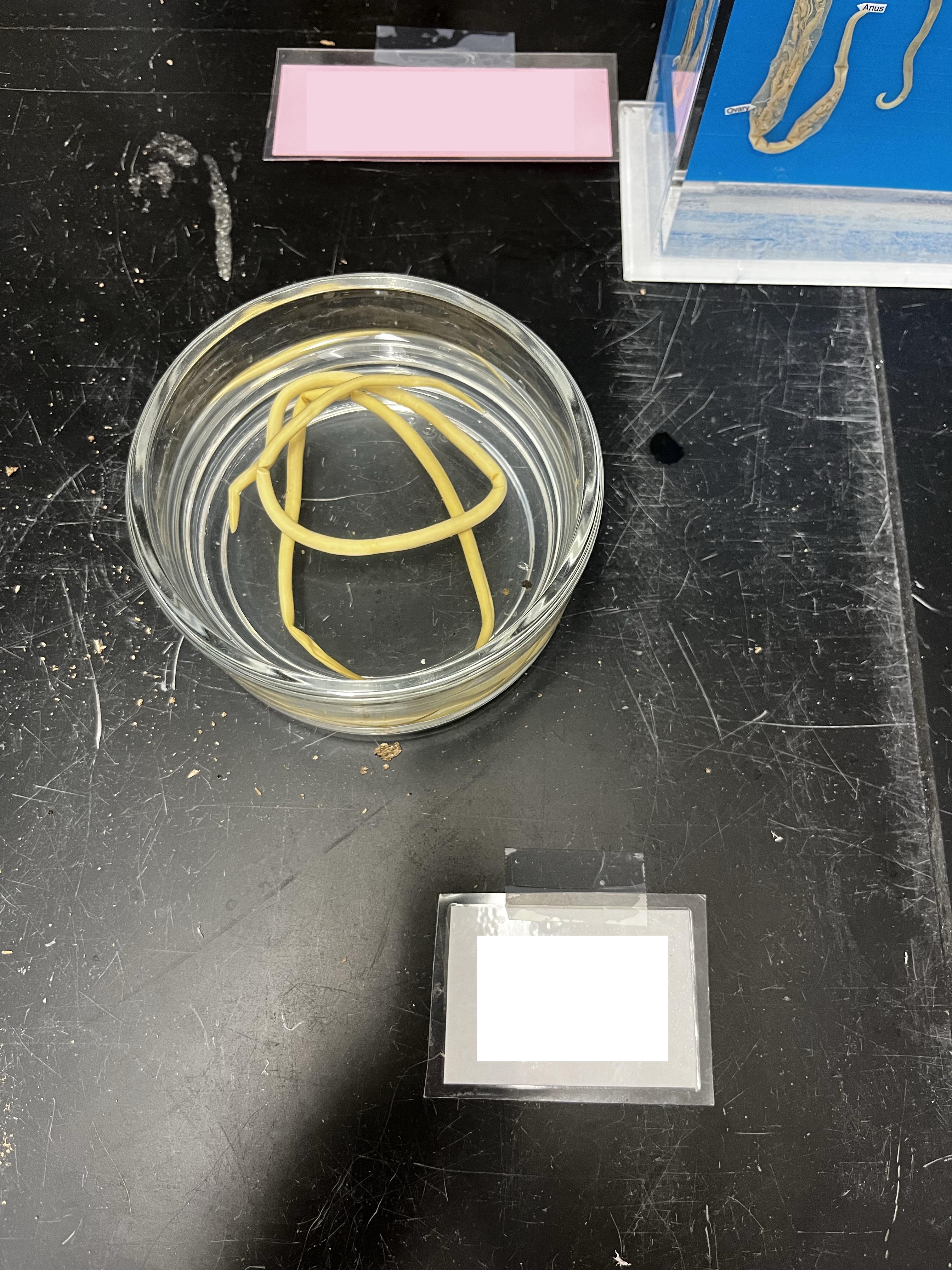 <p>What is the name of this organism and which phylum does it belong to?</p>