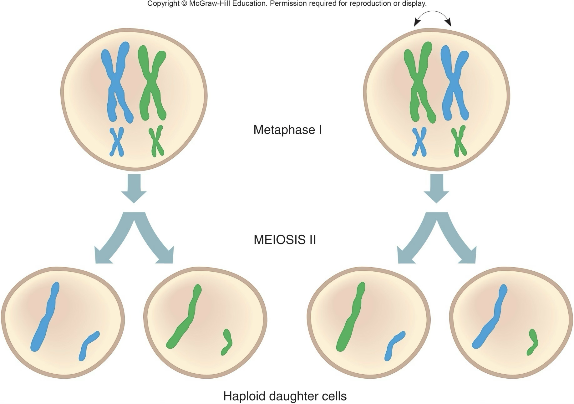 <p>Random alignment of chromosomes; maternal and paternal line up but it doesn’t matter what side</p>