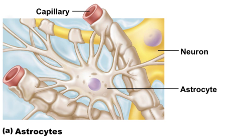 <ul><li><p>star shapes, most abundant cell</p></li><li><p><span style="background-color: transparent;">radiating ends attach to axons and capillaries</span></p></li><li><p><span style="background-color: transparent;">regulate blood flow in active brain regions</span></p></li><li><p><span style="background-color: transparent;">regulate neurotransmitter levels</span></p></li></ul><p></p>