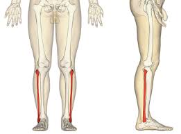 <p><span>outer part of calf</span></p>