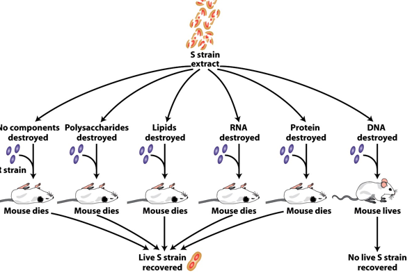<ul><li><p>S-strain extracts treated with destroying agents.</p></li><li><p>Removing polysaccharide, lipids, RNA, or proteins → activity intact.</p></li><li><p>Removing DNA (with DNase) → activity lost.</p></li><li><p><span>∴</span>, DNA is the transforming substance.</p></li></ul><p></p>