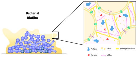 <p>part of the biofilm structure that surrounds the cell</p><p>filters and collects essential nutrients </p><p>protection aganist enviromental stressors</p><p>barrier for antibiotic/disinfectant treaments</p>