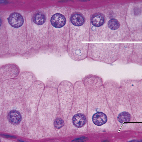 <ol><li><p><strong>Name the tissue type</strong></p></li><li><p><strong>Name the cell type</strong></p></li><li><p><strong>Know where it is found in the body</strong></p></li><li><p><strong>Know its function.</strong></p></li></ol><p></p>