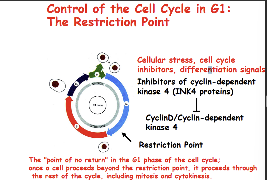 <p>under cellular stress, cell cycle inhibition and differentiation signals</p>