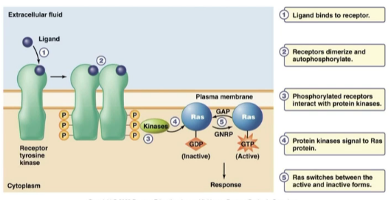 <ul><li><p>they always <mark data-color="blue">require two receptors, will dimerize</mark> when a ligand binds</p></li><li><p>these two connected <mark data-color="blue">receptors will autophosphorylate</mark></p></li><li><p>phosphorylated receptors interact with protein kinases, which then <mark data-color="blue">activate Ras protein </mark>(on a timer)</p></li><li><p>activated <mark data-color="blue">Ras has GTP instead of GDP</mark>, and eventually will autodephosphorylate</p></li><li><p>Ras switches between active and inactive forms depending on the system needs</p></li></ul>