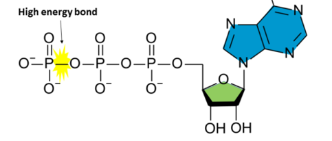 <p>ATP is an ______ ______. The energy needed to make reactions go are found in the medial oxygen and _____ phosphate in the tail’s third phosphate group. </p>