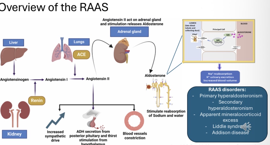 <p>HPA is a true endocrine axis; RAAS and ADH are coordinated but not a single regulated pathway- ADH and RAAS work together to maintain fluid balance and blood pressure</p>