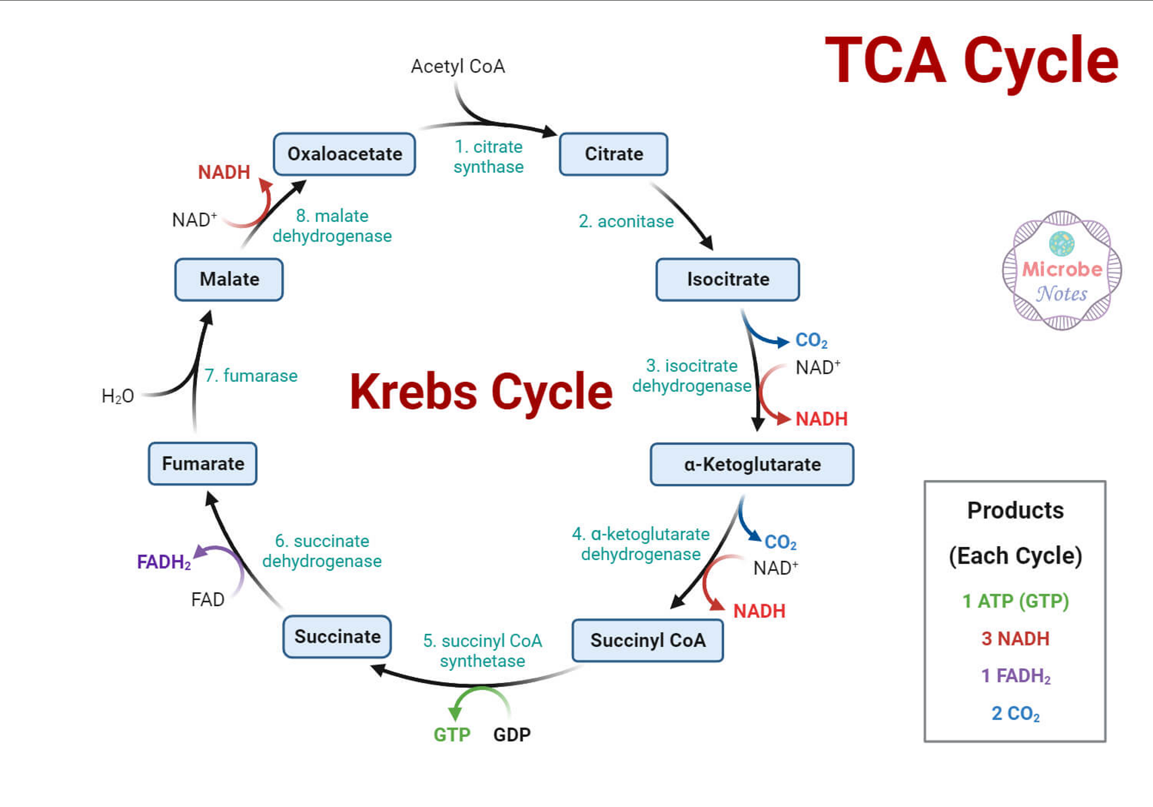 <ul><li><p><span style="font-family: Calibri, sans-serif">Acetyl-CoA converts oxaloacetate to citrate.</span></p></li><li><p><span style="font-family: Calibri, sans-serif">Citrate is converted to isocitrate which is converted to a-ketoglutarate with the production of one NADH.</span></p></li><li><p><span style="font-family: Calibri, sans-serif">a-ketoglutarate is converted to succinyl-CoA with the production of one NADH. </span></p></li><li><p><span style="font-family: Calibri, sans-serif">Succinyl-CoA is converted to succinate with the production of one ATP.</span></p></li><li><p><span style="font-family: Calibri, sans-serif"> Succinate is converted to fumarate with the production of one FADH2.</span></p></li><li><p><span style="font-family: Calibri, sans-serif">Fumarate is converted to malate which is converted to oxaloacetate with the production of one NADH.</span></p></li><li><p><span style="font-family: Calibri, sans-serif">The net result is three NADH, one FADH2, one ATP/GTP, and each glucose provides two acetyl-CoA so double this net result</span></p></li></ul><p></p>