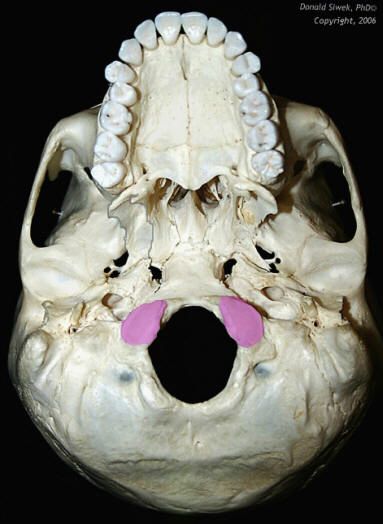 <p>smooth projections; on each side of foramen magnum</p>